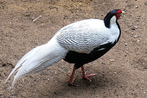 Фазан серебряны