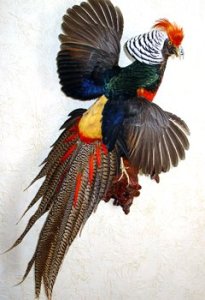 Чучело фазана